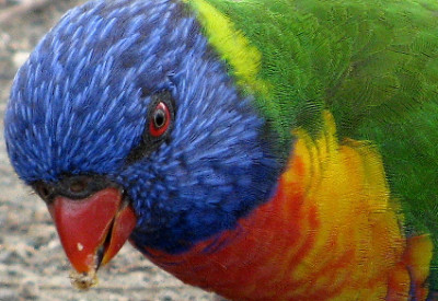 A Year in Australia: Early Naturalists Inspired This Blog: Rainbow Lorikeet (Trichoglosssus moluccanus), Queensland, Australia (© Magi Nams)