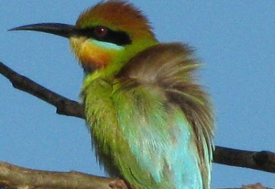 Australian Birds: Rainbow Bee-eater (Merops ornatus) (© Magi Nams)