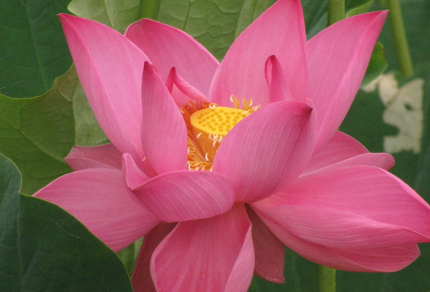 Exploring Faith: How a Holy Spirit "Mirror Moment" Changed My Life: Lotus Lily (© Magi Nams)