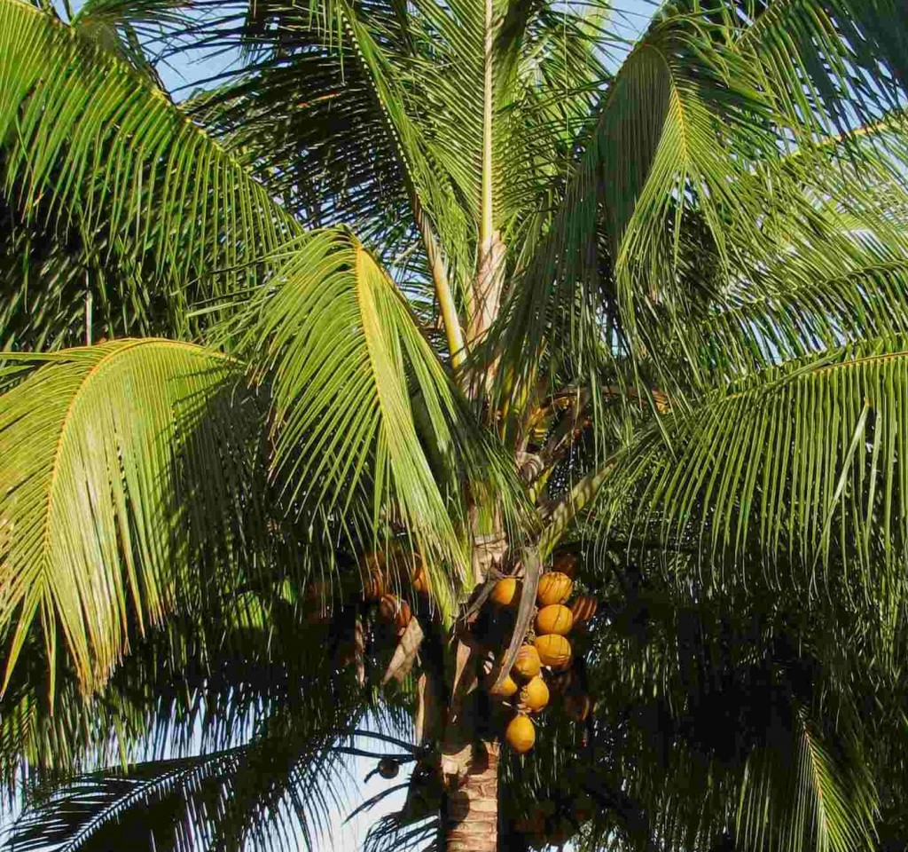 Australian Palms - The Seeker, Magi Nams