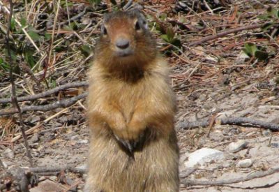 Canadian Mammals: Columbian Ground Squirrel (Urocitellus columbianus) in Banff National Park, Alberta (©Magi Nams)