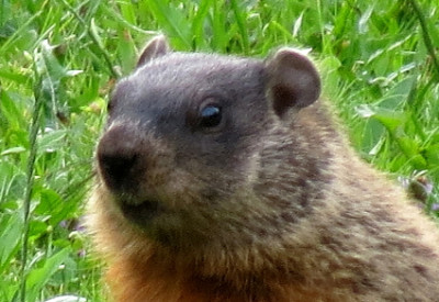 Groundhogs and Waiting for Spring: Groundhog (Marmota monax) (© Magi Nams)