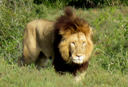 Six Months in South Africa: Exploring Addo Elephant National Park: African Lion (Panthera leo) (© Vilis Nams)