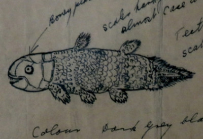 Six Months in South Africa: Marjorie Courtenay-Latimer and the Coelacanth: Marjorie Courtenay-Latimer's Drawing of the Coelacanth, from display at South African Institute for Aquatic Biodiversity (© Magi Nams)