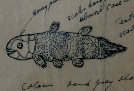 Six Months in South Africa: Marjorie Courtenay-Latimer and the Coelacanth: Marjorie Courtenay-Latimer's Drawing of the Coelacanth, from display at South African Institute for Aquatic Biodiversity (© Magi Nams)