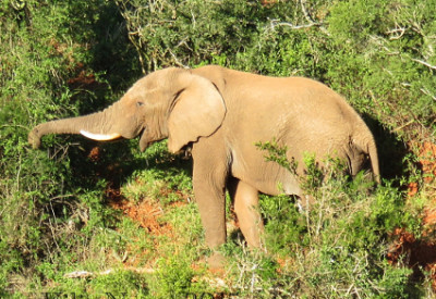 Six Months in South Africa: Notes from Addo Elephant National Park: African Elephant (Loxodonta africana) Feeding in Addo Elephant National Park (© Vilis Nams)