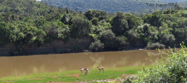 Six Months in South Africa: On Safari in Sibuya Game Reserve: Impala beside Bushmans River, Sibuya Game Reserve (© Vilis Nams)