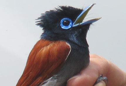 Six Months in South Africa: Spring Birding at Fort Fordyce Nature Reserve: African Paradise-flycatcher (Terpsiphone viridis) (© Magi Nams)