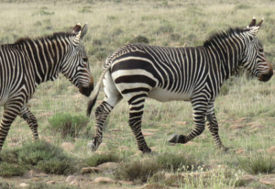 Six Months in South Africa: Mountain Zebra National Park: Cape Mountain Zebras (Equus zebra zebra) (© Vilis Nams)