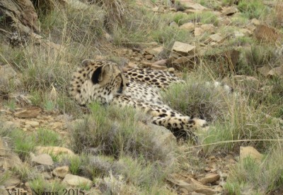 Six Months in South Africa: Reflections on Three Months in South AfricaCheetah (Acinonyx jubatus) (© Vilis Nams)