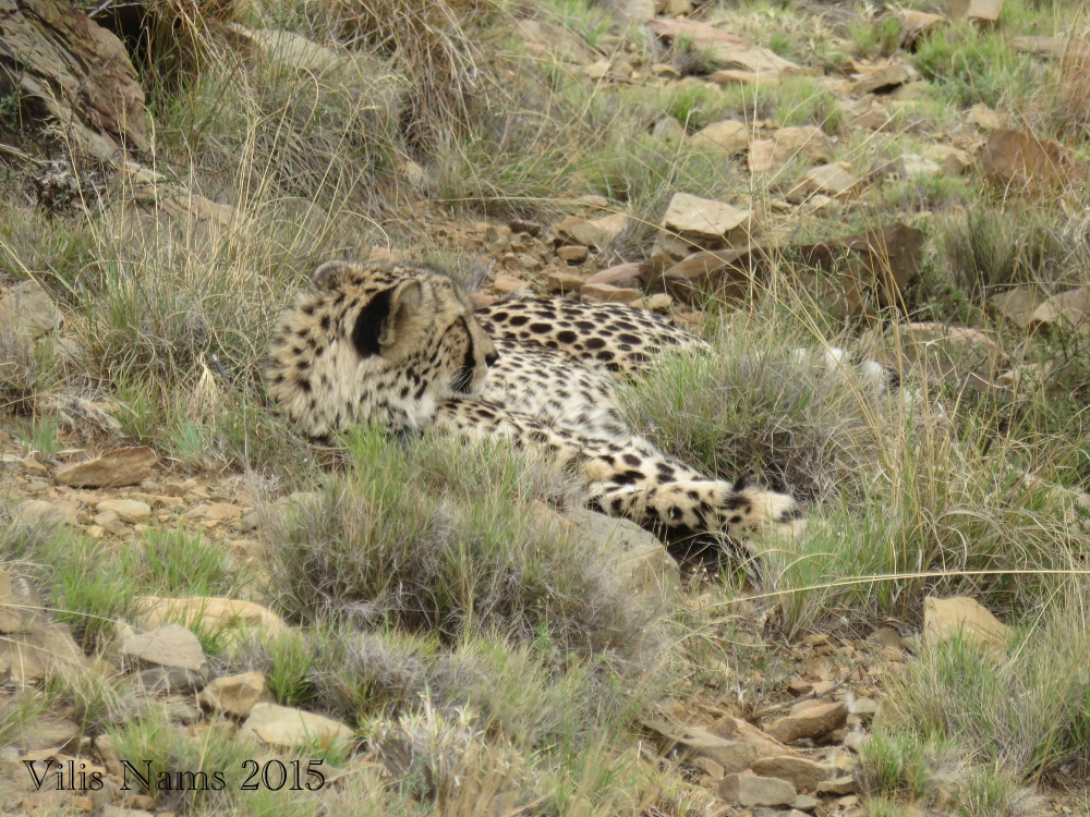 Six Months in South Africa: Reflections on Three Months in South AfricaCheetah (Acinonyx jubatus) (© Vilis Nams)