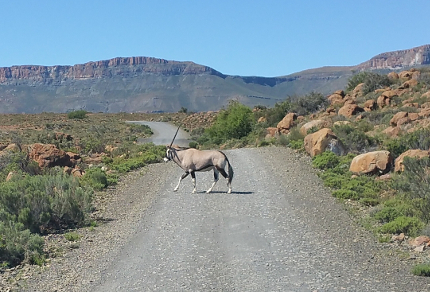 Six Months in South Africa: Karoo National Park: Gemsbok (Oryx gazella) (© Magi Nams)