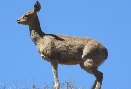 South African Mammals: Klipspringer Ewe (Oreotragus oreotragus), Karoo National Park (©Vilis Nams)
