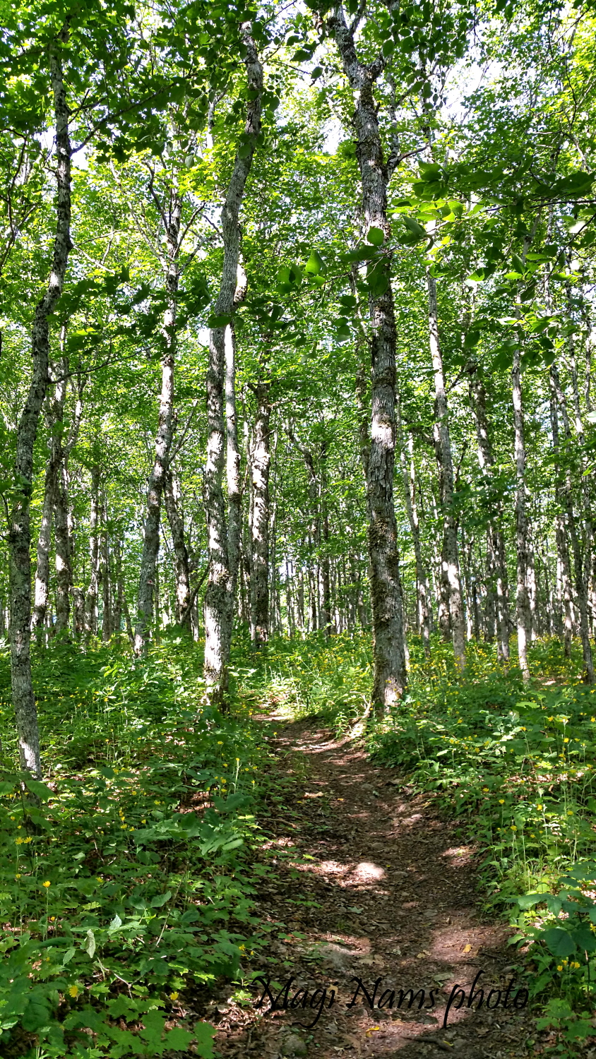 Fitzpatrick Mountain Trail through hardwood forest. 