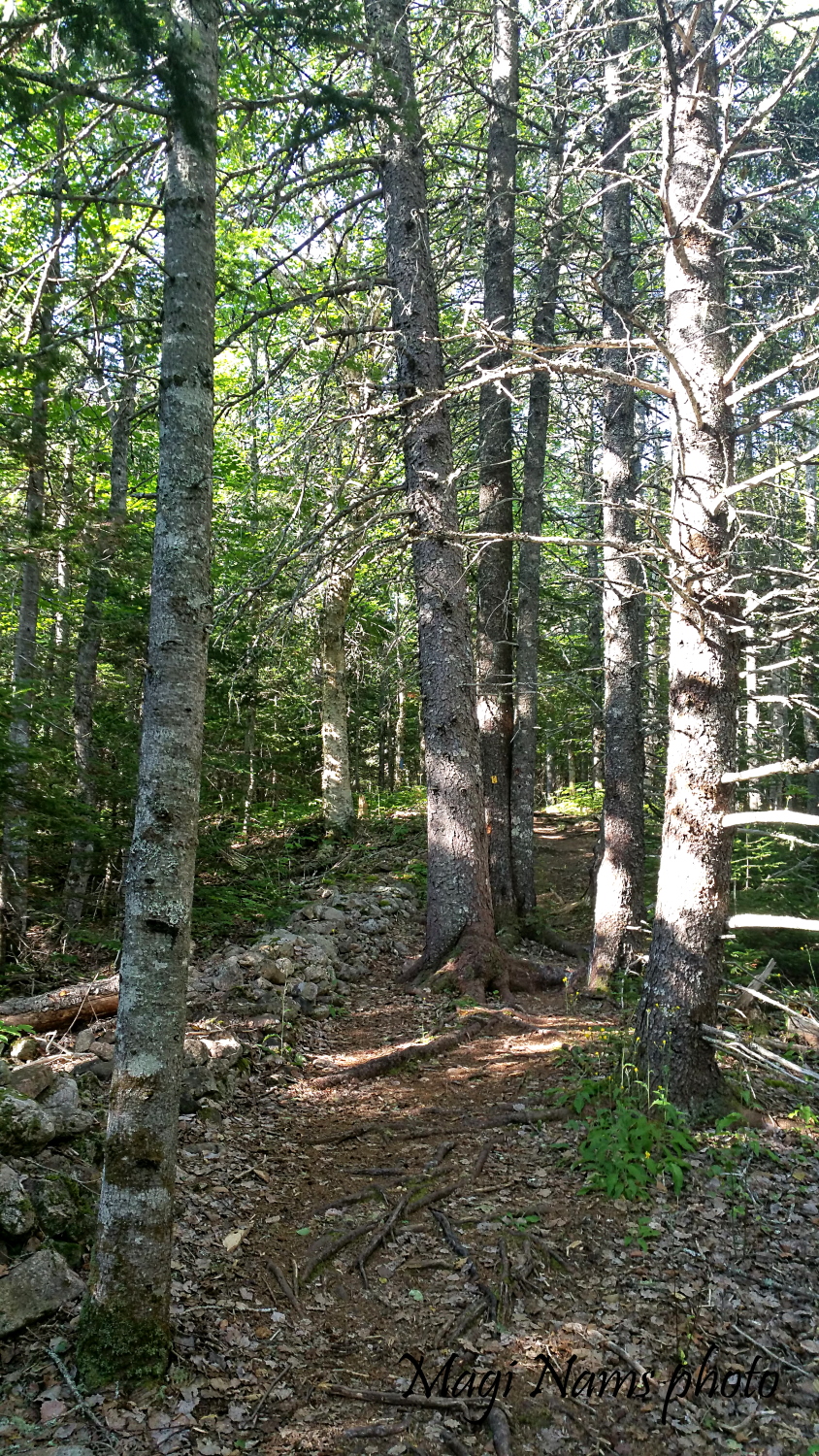 stone wall beside trail