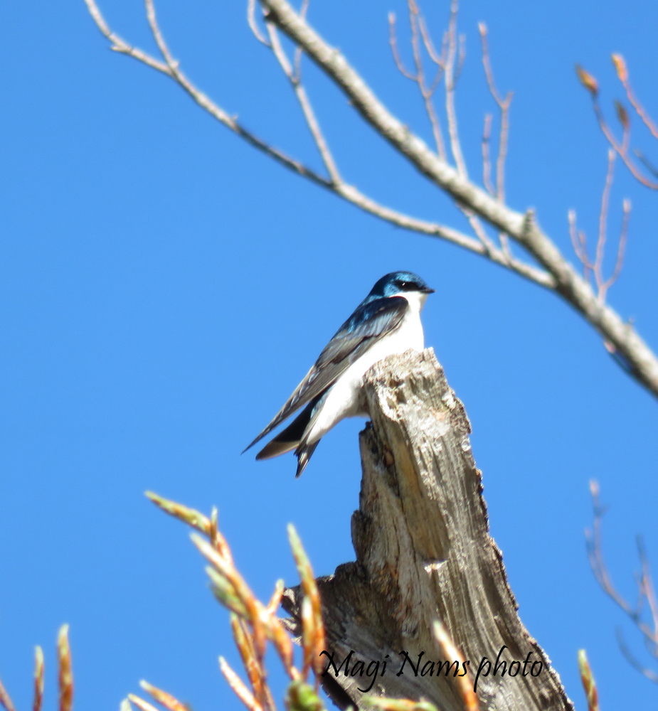 Hiking in Canada: Pugwash Estuary Nature Reserve, Tree Swallow