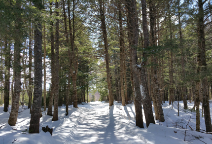 Exploring Faith: Who Am I to Receive a Gift of Such Beauty?: My Access Road through Sunlit Hemlock Forest (© Magi Nams)