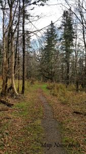 trail in forest Five Islands Provincial Park Nova Scotia