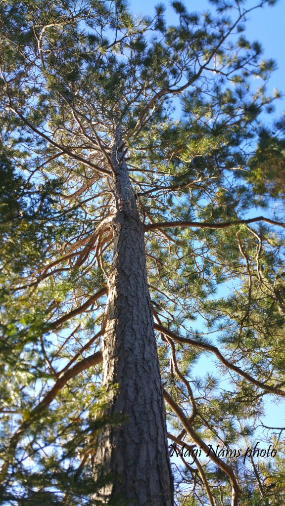 Red pine  (Pinus resinosa)