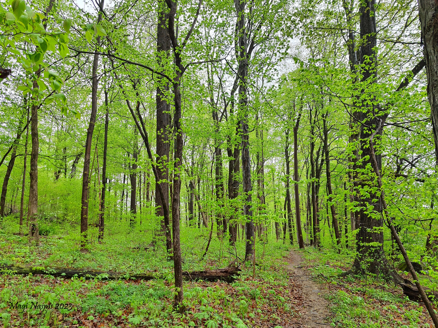 wooded trail, Lake Towhee County Park, Pennsylvania