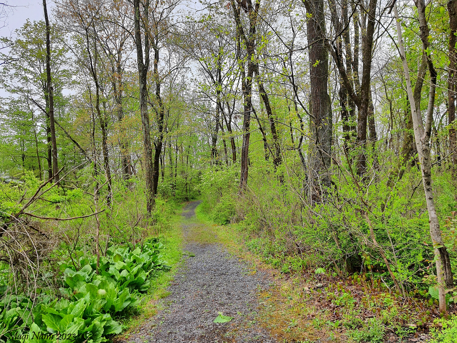 Yellow Trail in Lake Towhee County Park, Pennsylvania