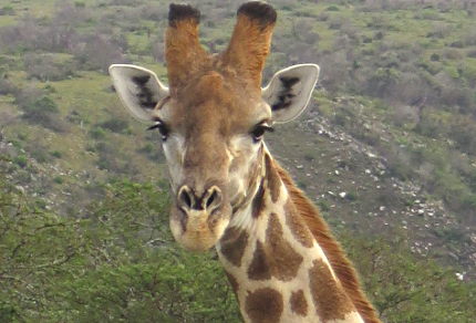 Six Months in South Africa: Hiking at Assegaai Trails: Giraffe (Giraffa camelopardalis) (© Magi Nams)